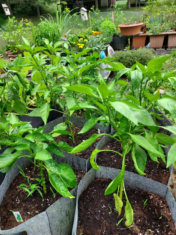 Green pepper plants growing in black fabric grow bags filled with dark soil, photographed in a garden setting.