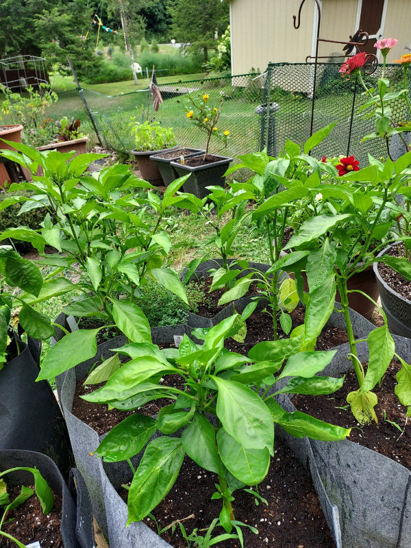 A close-up view of a green pepper plant growing in a black grow bag filled with soil, photographed in a garden or greenhouse setting with other plants and fencing visible in the background.