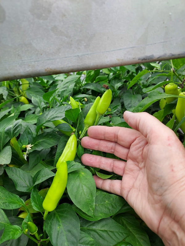 A close-up of a hand holding a bright green chili pepper growing on a leafy plant, with other peppers and green leaves visible in the background.