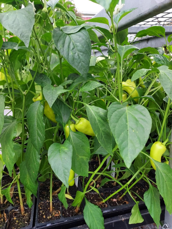 Green pepper plants growing in a black plastic tray in a retail display, with several small yellow-green peppers visible among the lush green leaves.