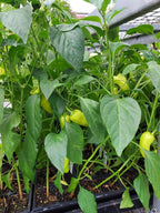 Green pepper plants growing in a black plastic tray in a retail display, with several small yellow-green peppers visible among the lush green leaves.