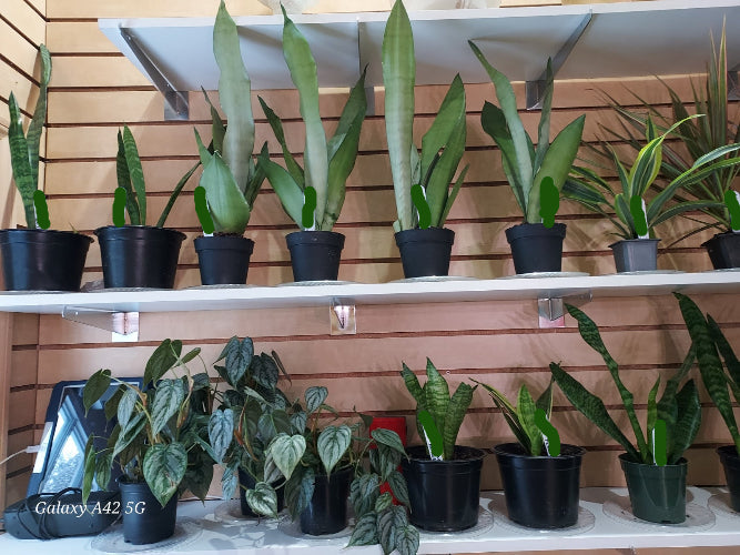 Snake plants and vining plants on a store shelf