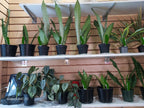 Snake plants and vining plants on a store shelf