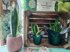 A collection of potted snake plants displayed in a rustic wooden crate and on a table. The plants include one tall snake plant in a textured pink pot, two smaller snake plants in dark green textured pots wrapped in silver foil, and a larger snake plant in a dark green pot.