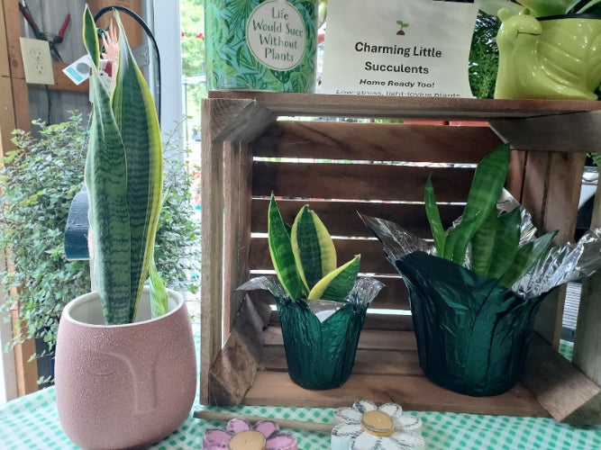 A collection of potted snake plants displayed in a rustic wooden crate and on a table. The plants include one tall snake plant in a textured pink pot, two smaller snake plants in dark green textured pots wrapped in silver foil, and a larger snake plant in a dark green pot.