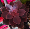 Succulent Mystery 4‑Pack – A Fun, Fresh Gift for Plant‑Loving Moms 