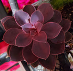 Succulent Mystery 4‑Pack – A Fun, Fresh Gift for Plant‑Loving Moms 