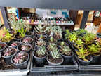 A display of various potted succulents and small cacti arranged in black plastic trays on a shelf, with bottles of what appear to be oils or lotions visible in the background.
