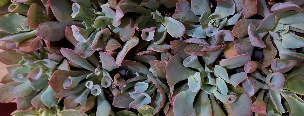 Close-up of a succulent plant with fleshy, rounded leaves in muted green, gray-green, and dusty rose tones.