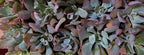 Close-up of a succulent plant with fleshy, rounded leaves in muted green, gray-green, and dusty rose tones.