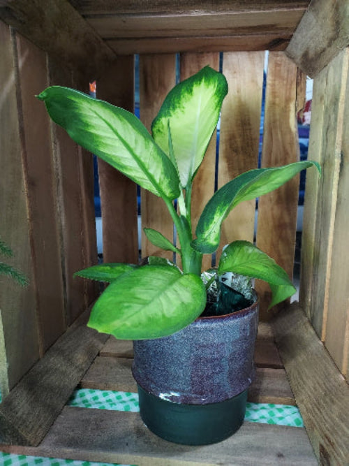 Variegated houseplant in a plum colored pot sitting in a display crate