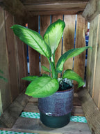 Variegated houseplant in a plum colored pot sitting in a display crate