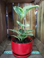 Rubber plant in a red pot sitting in a display crate