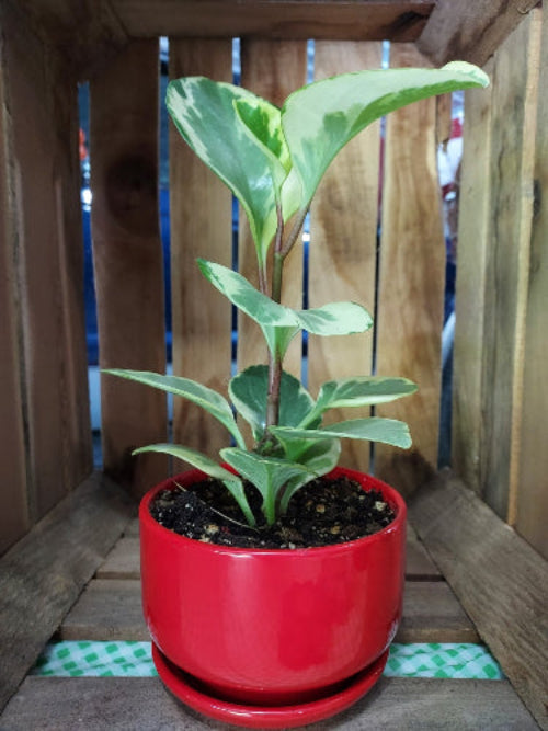 Rubber plant in a red pot sitting in a display crate