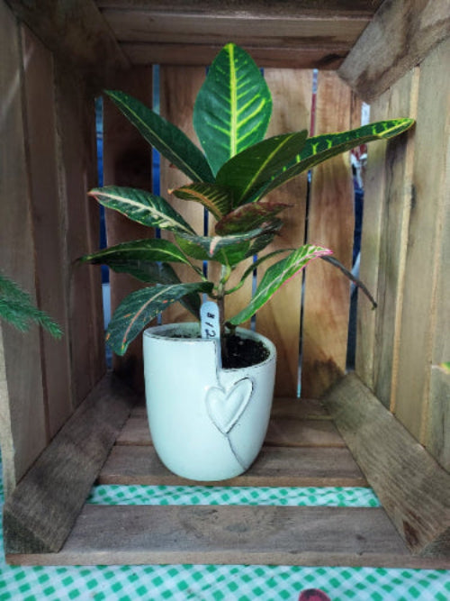 Potted houseplant in a white heart pop sitting in a crate for display