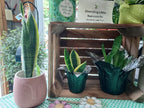 Potted snake plants in a display crate with potted succulents on top