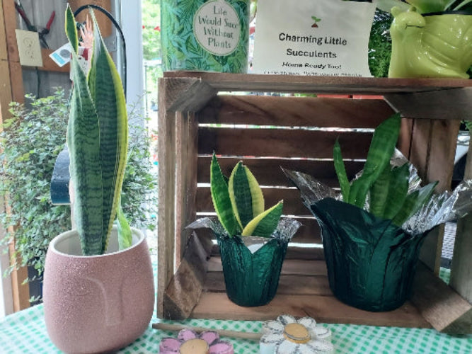 Potted snake plants in a display crate with potted succulents on top