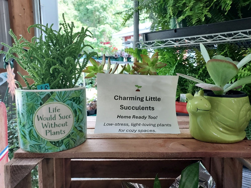 A wooden shelf in a nursery or plant store displays a sign reading 'Charming Little Succulents Home Ready Too!' between two potted plants. On the left is a green fern in a cylindrical pot with the phrase 'Life Would Succeed Without Plants' on the front.