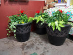 Sympathy Dish Gardens and Plant Arrangements - Brush Creek Gift and Garden Nook