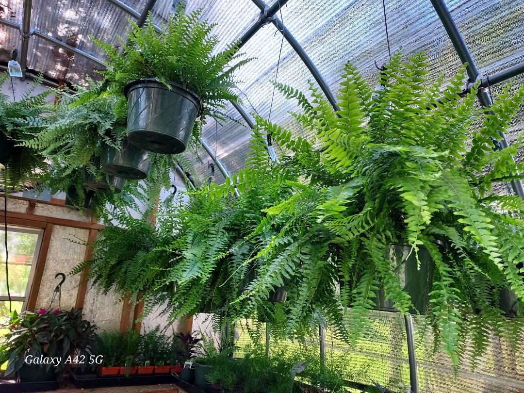 Sympathy Dish Gardens and Plant Arrangements - Brush Creek Gift and Garden Nook