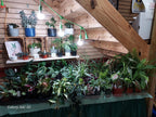 Fall Mystery Planter Bundle with seasonal pot, greenhouse plant, and leaf-shaped fall melts from Brush Creek Evergreens.