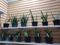 Snake Plant (Sansevieria) · Pre‑Order Available
