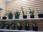 Snake Plant (Sansevieria) · Pre‑Order Available