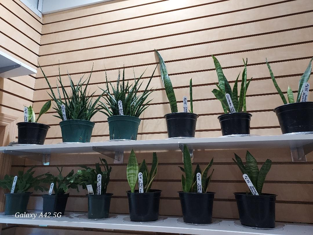Snake Plant (Sansevieria) · Pre‑Order Available