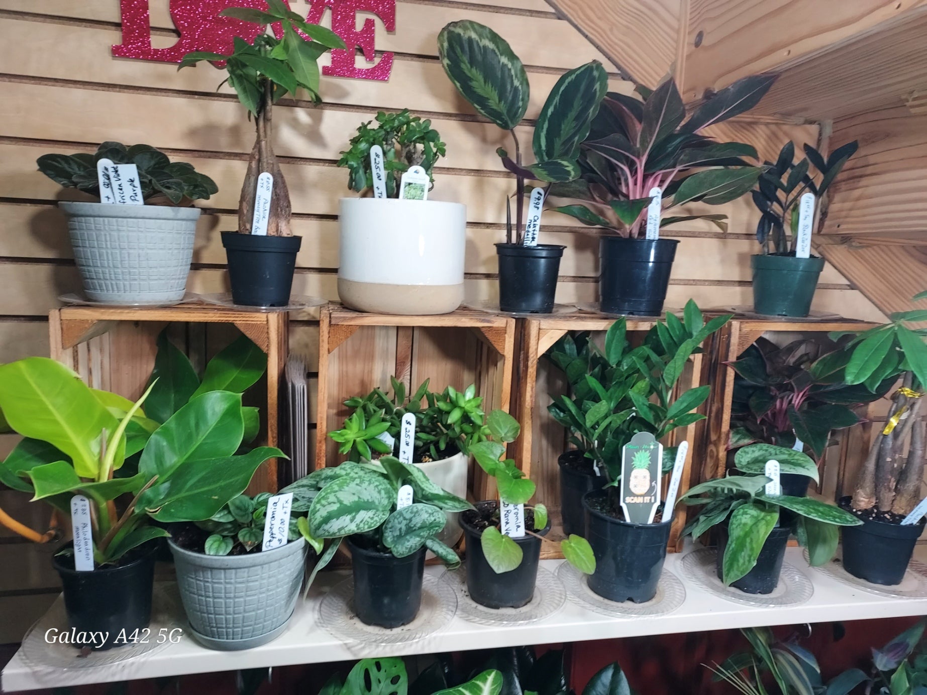 Sympathy Dish Gardens and Plant Arrangements - Brush Creek Gift and Garden Nook