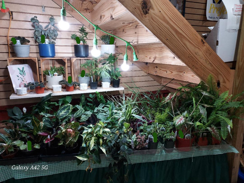 Indoor setting with potted plants on tables and shelves.
