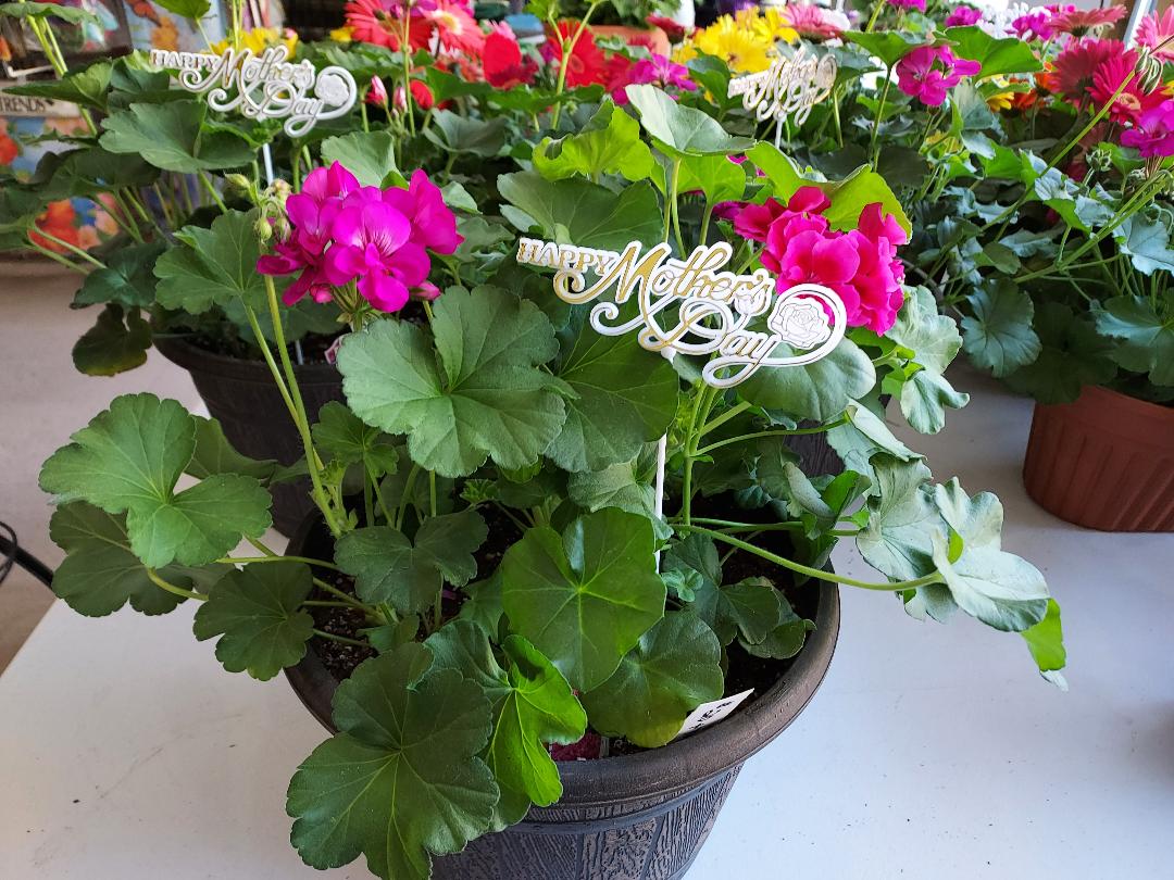 Sympathy Dish Gardens and Plant Arrangements - Brush Creek Gift and Garden Nook