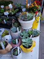 A collection of potted succulents and small flowers displayed on a white table at what appears to be a garden center or market. The plants are housed in various colorful pots, including a large white pedestal planter, a yellow duck-shaped pot, a pink patterned pot, and a white ceramic pot shaped like a sheep's head.