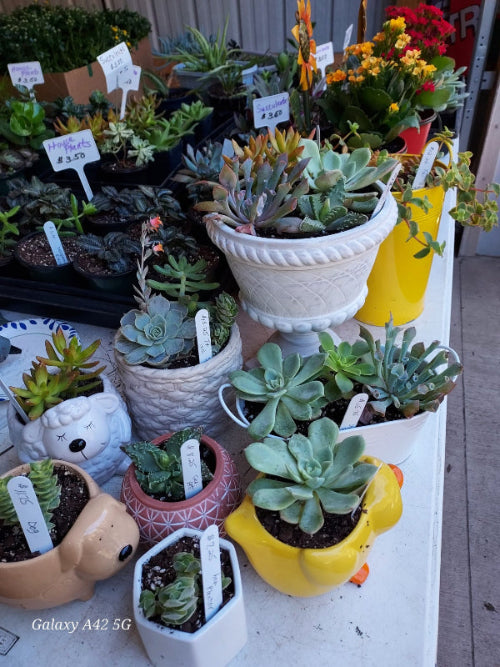 A collection of potted succulents and small flowers displayed on a white table at what appears to be a garden center or market. The plants are housed in various colorful pots, including a large white pedestal planter, a yellow duck-shaped pot, a pink patterned pot, and a white ceramic pot shaped like a sheep's head.