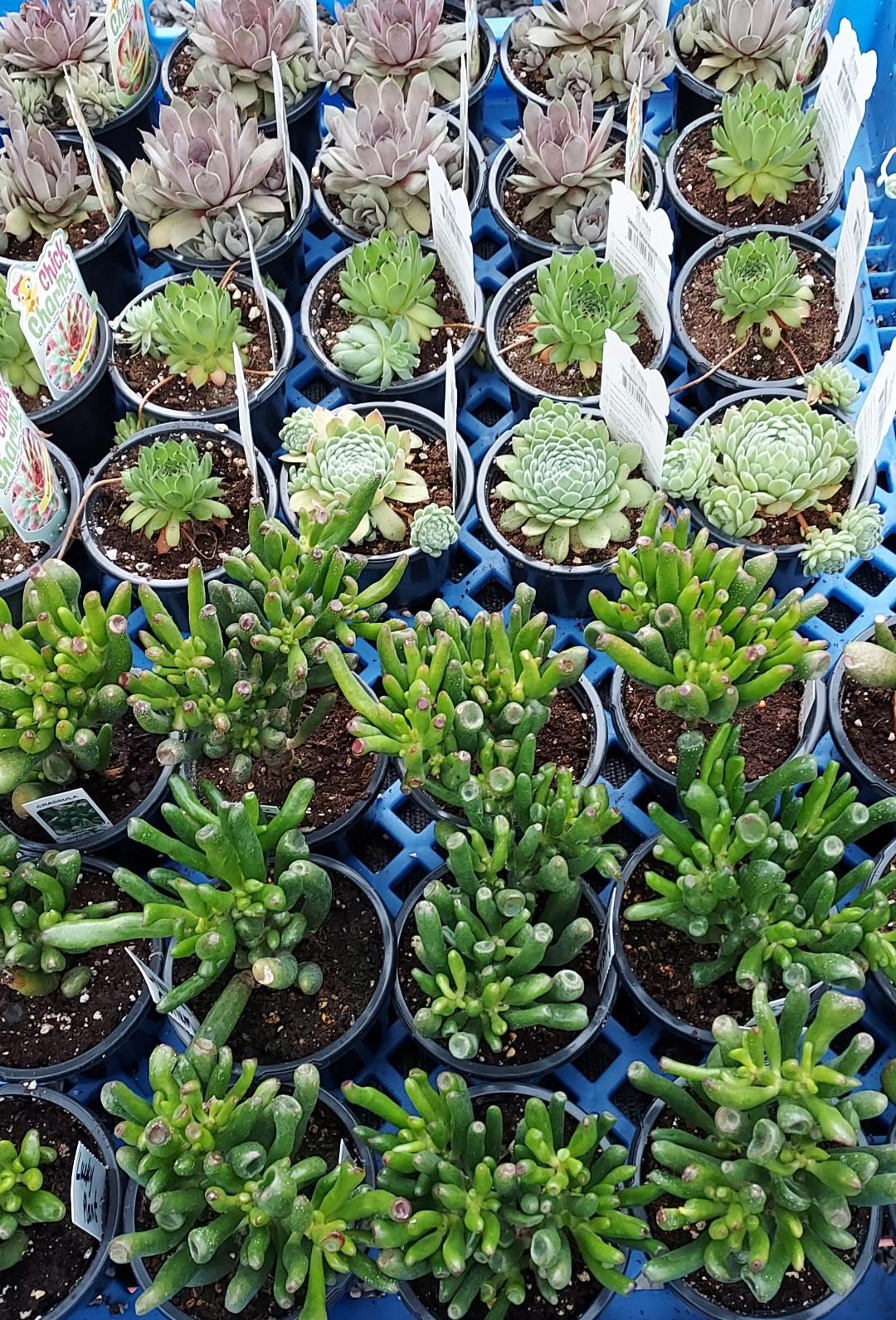 Mother’s Day Succulent Mystery 4‑Pack – A Fun, Fresh Gift for Plant‑Loving Moms - Brush Creek Gift and Garden Nook