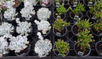 Mother’s Day Succulent Mystery 4‑Pack – A Fun, Fresh Gift for Plant‑Loving Moms - Brush Creek Gift and Garden Nook