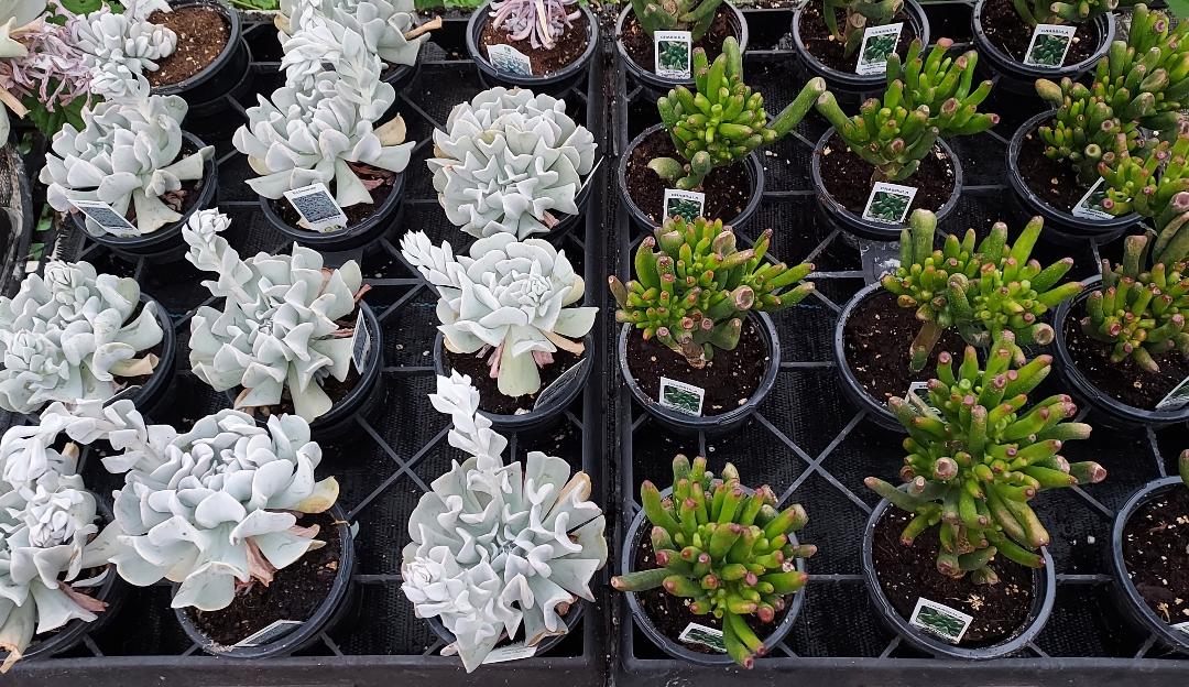 Mother’s Day Succulent Mystery 4‑Pack – A Fun, Fresh Gift for Plant‑Loving Moms - Brush Creek Gift and Garden Nook