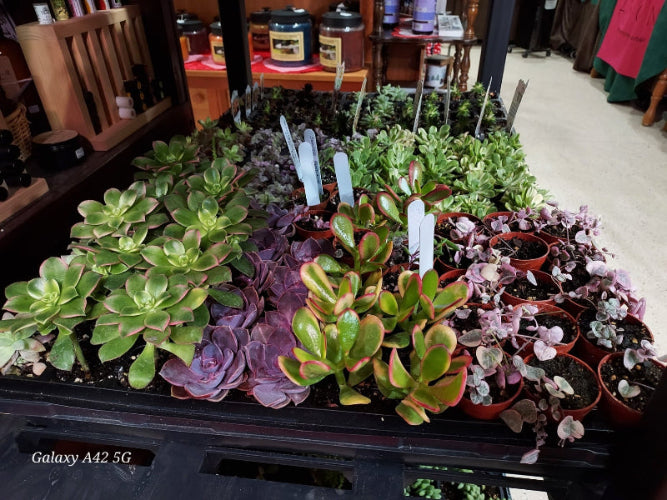Fall Mystery Planter Bundle with seasonal pot, greenhouse plant, and leaf-shaped fall melts from Brush Creek Evergreens.
