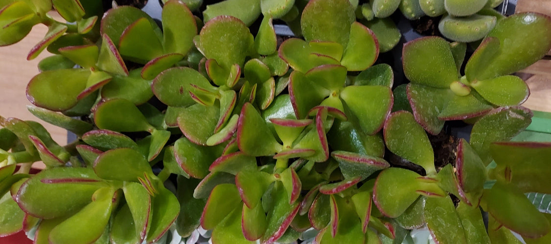 Close-up of a succulent plant with thick green leaves and reddish-pink edges, growing in a dense rosette.