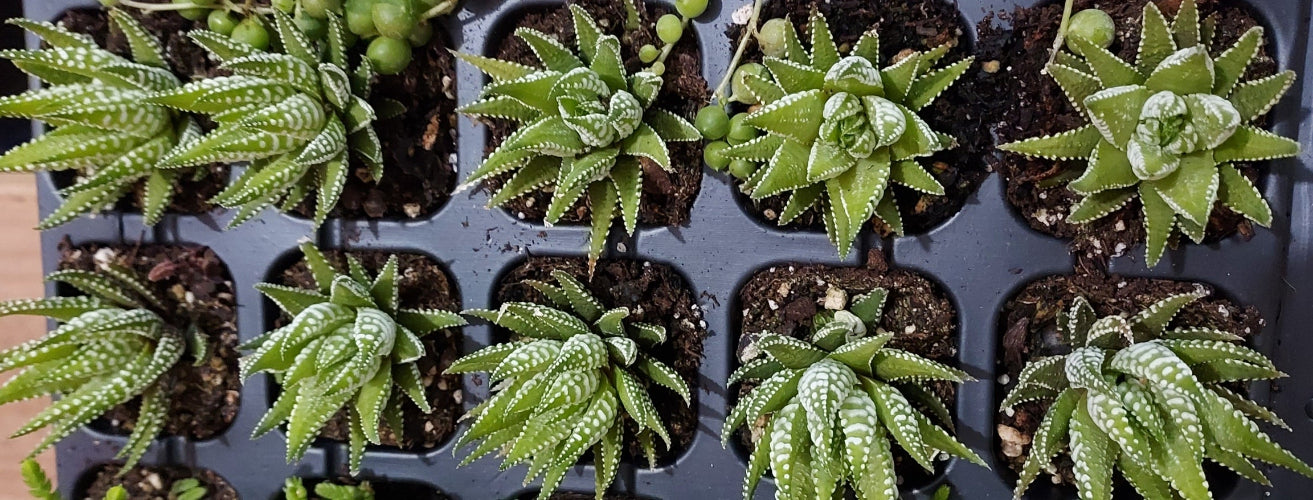A close-up top-down view of multiple small succulent plants in a black plastic nursery tray, with green rosette-shaped leaves and white speckles.