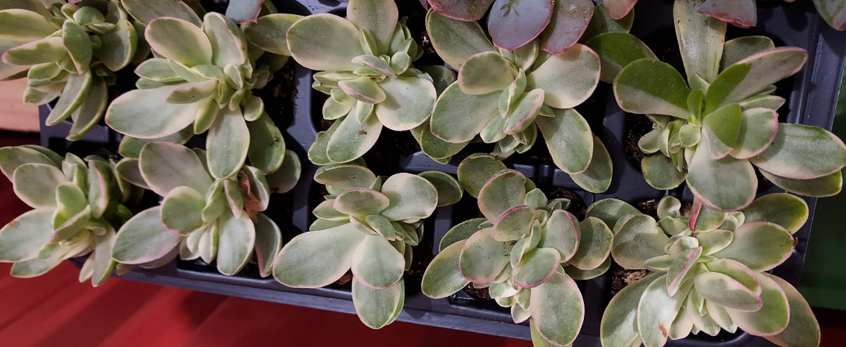 A close-up view of several succulent plants with thick, fleshy green leaves and pinkish edges, growing in a black plastic tray.
