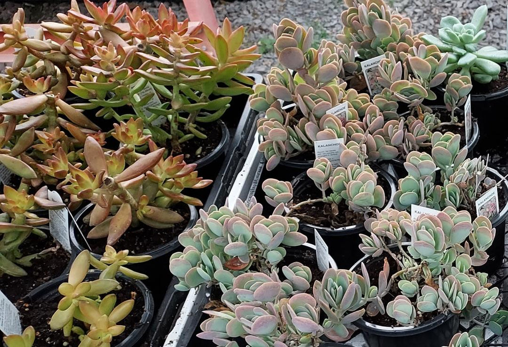 Mother’s Day Mystery Animal Planter + Live Succulent – Cute Ready‑to‑Gift Set - Brush Creek Gift and Garden Nook