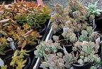 Mother’s Day Mystery Animal Planter + Live Succulent – Cute Ready‑to‑Gift Set - Brush Creek Gift and Garden Nook