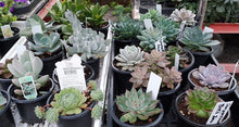 Fun Mystery Succulent Assortment 4 piece
