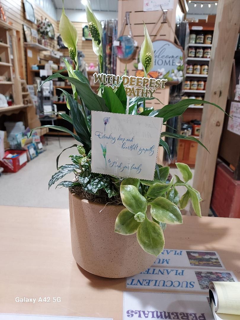Sympathy Dish Gardens and Plant Arrangements - Brush Creek Gift and Garden Nook