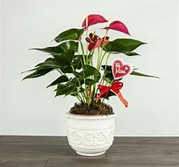 Sympathy Dish Gardens and Plant Arrangements - Brush Creek Gift and Garden Nook