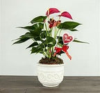 Sympathy Dish Gardens and Plant Arrangements - Brush Creek Gift and Garden Nook